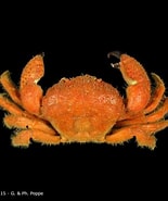 Image result for "actumnus Setifer". Size: 155 x 185. Source: www.crustaceology.com