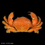 Image result for Actumnus Setosiareolatus Klasse. Size: 185 x 185. Source: www.crustaceology.com