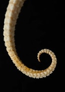 Image result for "sphenotrochus Andrewianus". Size: 131 x 185. Source: www.pinterest.com