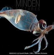 Image result for Teuthowenia megalops. Size: 184 x 185. Source: www.mindenpictures.com