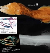 Image result for Cetostoma regani Order. Size: 174 x 185. Source: reptileevolution.com