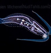 Afbeeldingsresultaten voor "phylliroe Bucephala". Grootte: 177 x 185. Bron: deepseanews.com