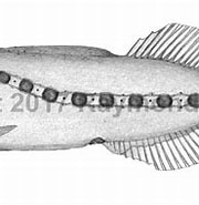 Afbeeldingsresultaten voor Ditropichthys storeri Anatomie. Grootte: 180 x 140. Bron: watlfish.com