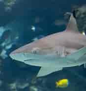 Black Tip Fin Shark 的图像结果.大小：175 x 185。 资料来源：mauioceancenter.com