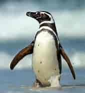 Penguin India-साठीचा प्रतिमा निकाल. आकार: 170 x 185. स्रोत: vajiramias.com