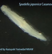 Afbeeldingsresultaten voor "spadella Japonica". Grootte: 176 x 185. Bron: miaw.o.oo7.jp