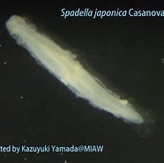 Image result for "spadella Japonica". Size: 186 x 185. Source: miaw.o.oo7.jp