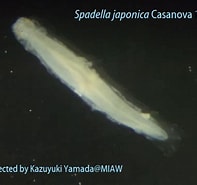 Afbeeldingsresultaten voor Spadella japonica stam. Grootte: 197 x 185. Bron: miaw.o.oo7.jp