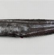 Image result for "callionymus Fasciatus". Size: 182 x 105. Source: adriaticnature.com