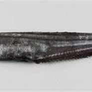 Afbeeldingsresultaten voor "callionymus Fasciatus". Grootte: 185 x 105. Bron: adriaticnature.com