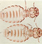 Afbeeldingsresultaten voor "chalinula Limbata". Grootte: 177 x 185. Bron: phthiraptera.myspecies.info