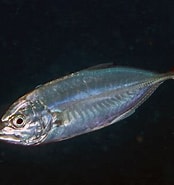 Image result for Caranx crysos Habitat. Size: 174 x 185. Source: www.fishipedia.fr