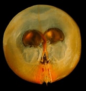 Afbeeldingsresultaten voor "Gigantocypris Dracontovalis". Grootte: 174 x 185. Bron: alchetron.com