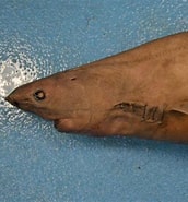 Image result for "somniosus Rostratus". Size: 172 x 185. Source: shark-references.com
