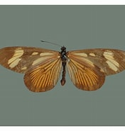 Image result for "actinotrocha Pallida". Size: 176 x 185. Source: www.butterfliesofamerica.com
