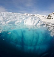 Image result for "arctapodema Antarctica". Size: 176 x 185. Source: sciencesensei.com