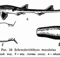 Image result for "schroederichthys Maculatus". Size: 195 x 184. Source: fishbiosystem.ru