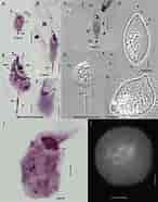 Afbeeldingsresultaten voor "pterocyrtidium Dogieli". Grootte: 146 x 186. Bron: www.researchgate.net