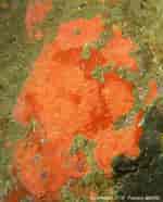 Afbeeldingsresultaten voor "crella Rosea". Grootte: 150 x 186. Bron: doris.ffessm.fr