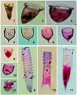 Image result for "Climacocylis scalaria". Size: 150 x 186. Source: www.researchgate.net