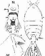 Image result for "pontellina Plumata". Size: 119 x 187. Source: copepodes.obs-banyuls.fr