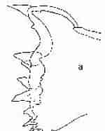 Image result for "paracalanus Quasimodo". Size: 119 x 187. Source: copepodes.obs-banyuls.fr