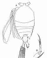 Image result for "pontellina Plumata". Size: 120 x 187. Source: copepodes.obs-banyuls.fr