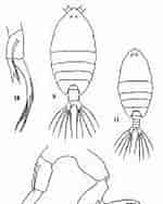 Image result for "pontellina Plumata". Size: 119 x 188. Source: copepodes.obs-banyuls.fr
