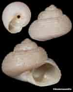Image result for "margarites Groenlandicus". Size: 150 x 188. Source: www.seahorseandco.com