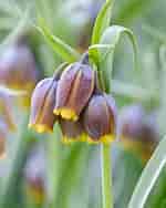 Image result for "fritillaria Formica". Size: 150 x 188. Source: www.farmergracy.co.uk
