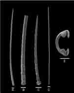 Afbeeldingsresultaten voor "hymedesmia Pilata". Grootte: 150 x 188. Bron: www.researchgate.net