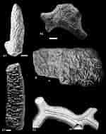 Image result for "spongotrochus Glacialis". Size: 150 x 188. Source: www.researchgate.net