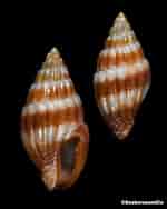 Image result for "pseudochirella Obesa". Size: 150 x 188. Source: www.seahorseandco.com