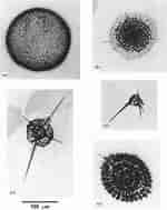 Afbeeldingsresultaten voor "collosphaera Macropora". Grootte: 150 x 189. Bron: www.researchgate.net