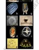 Image result for "mitrocomella Polydiademata". Size: 150 x 190. Source: www.researchgate.net