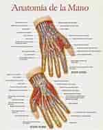 mida de Resultat d'imatges per a Anatomía ESTRUCTURAS.: 150 x 190. Font: anatomia-nhd.blogspot.com