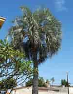 Image result for Small Palm Plant Butia capitata. Size: 150 x 191. Source: www.pinterest.co.uk