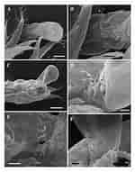 Image result for "typhlotanais Aequiremis". Size: 150 x 191. Source: www.researchgate.net