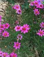 Image result for "lilyopsis Rosea". Size: 150 x 191. Source: www.picturethisai.com