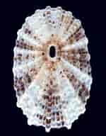 Image result for "diodora Graeca". Size: 150 x 192. Source: www.monaconatureencyclopedia.com