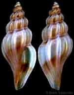 Image result for "mangelia Attenuata". Size: 150 x 192. Source: www.gastropods.com