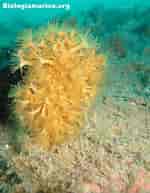 Image result for "axinella Verrucosa". Size: 150 x 193. Source: www.biologiamarina.org