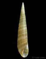 Image result for "eulima Glabra". Size: 150 x 193. Source: www.gastropods.com