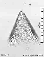 Image result for "litharachnium Tentorium". Size: 150 x 195. Source: www.radiolaria.org