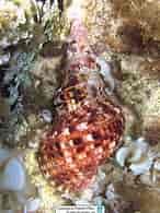 Image result for "charonia Variegata". Size: 146 x 195. Source: www.reeflex.net