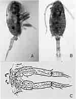 Image result for "pseudodiaptomus Gracilis". Size: 150 x 195. Source: www.researchgate.net