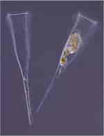 Image result for "rhabdonella Spiralis". Size: 150 x 195. Source: gallery.obs-vlfr.fr