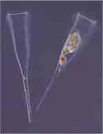 Image result for "rhabdonella Spiralis". Size: 150 x 195. Source: www.flickr.com