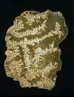 Image result for Brain Coral Fossil. Size: 150 x 195. Source: fineartamerica.com