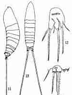 Image result for "microsetella Norvegica". Size: 114 x 196. Source: copepodes.obs-banyuls.fr